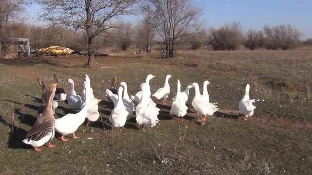 Сероводородный источник Фонтан