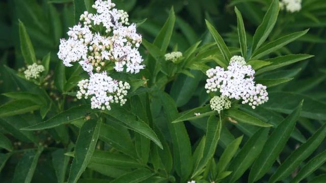 Sambucus ebulus смотреть онлайн