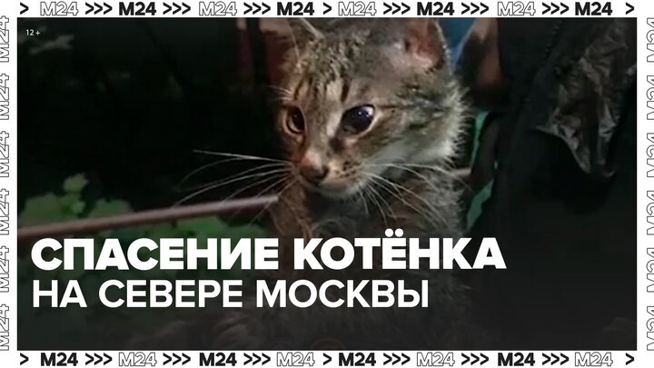 Котенка спасли на севере Москвы - Москва 24