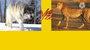 СЕРЫЙ ВОЛК VS ГЕПАРД!!!