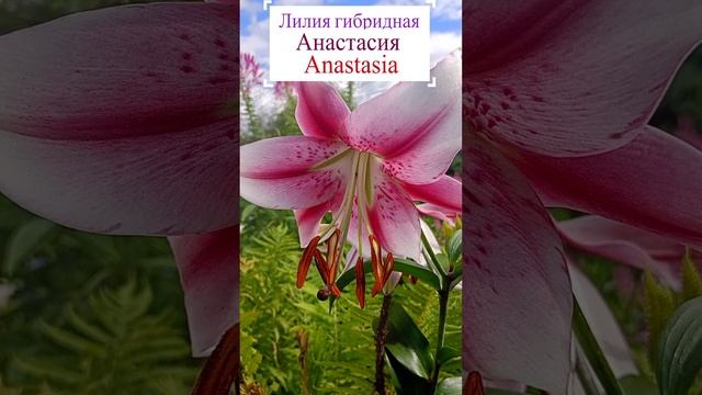 Лилия гибридная Анастасия.?
