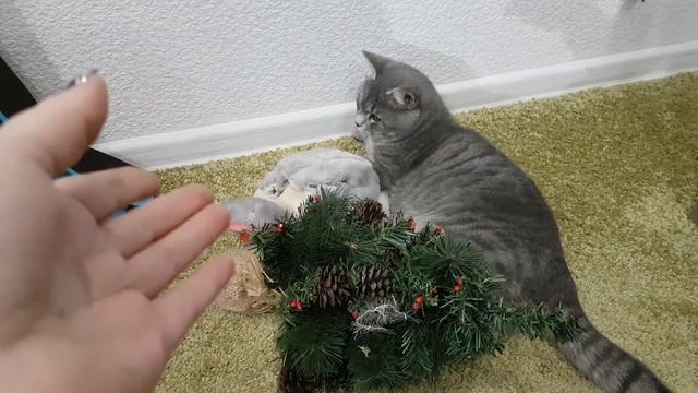 ЕЛКА для КОТА МАКСА. ПЕРВЫЙ РАЗ встречает Новый год 2018 Вечер глазами котёнка смотреть онлайн