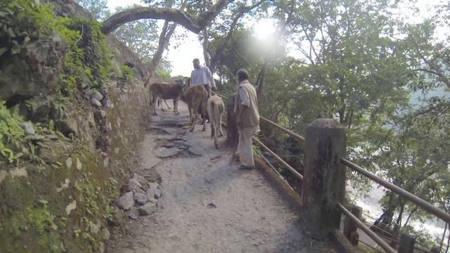 Индия.кормим коров у Ганги в Ришикеше смотреть онлайн