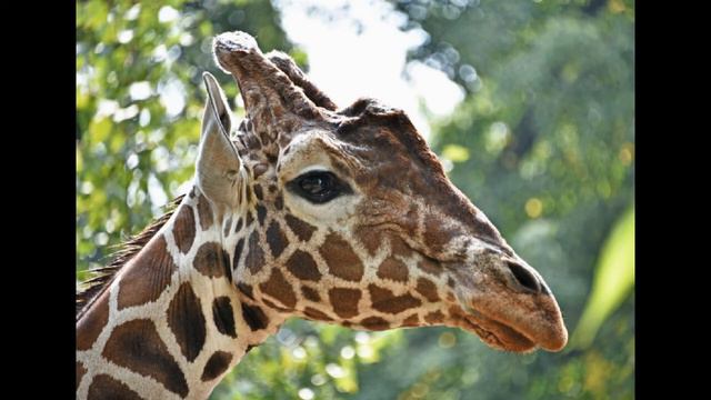 зоопарк чекає студентів медиків смотреть онлайн