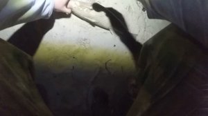 Ловля Пеленгаса на Дону. Секреты ловли пеленгаса в Дону.