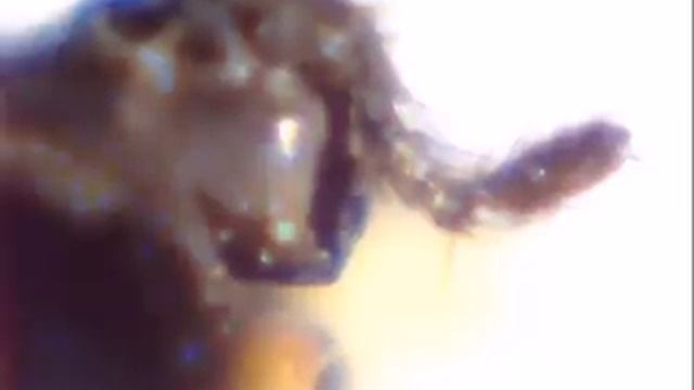 Комар - голова комара в микроскоп из веб-камеры смотреть онлайн