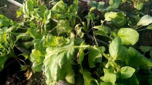 Редис в теплице на зиму выборка .Свіжа редиска адель