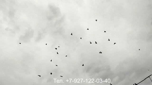 Серпастые голуби Шумейкина А. Н. часть 16 смотреть онлайн