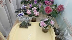 Фиалки! Укореняем листовые черенки в "зип" пакетах!