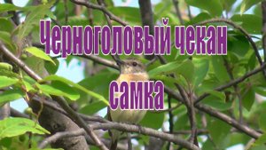 Черноголовый чекан(самка) на дереве. Голос чекана. Птицы Сибири.