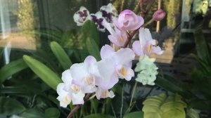 Doritaenopsis Liu's Sakura “KF” или всё о красавице сакуре!