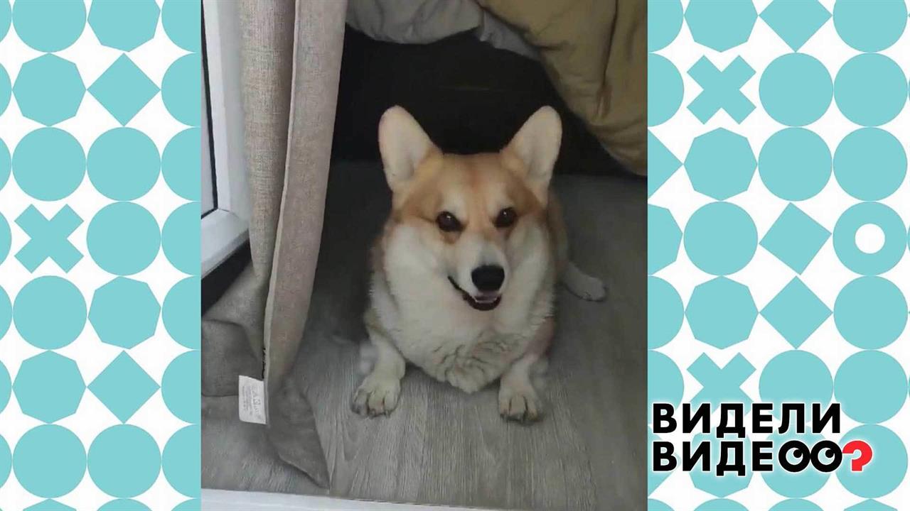 Корги против буквы "Ч". Видели видео? Фрагмент выпуска от 11.10.2020