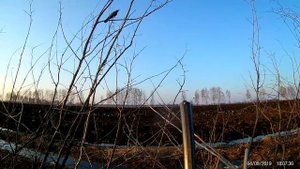 Весенняя охота на гуся (Иж 27) 2019 (Тамбов) налет белолобых