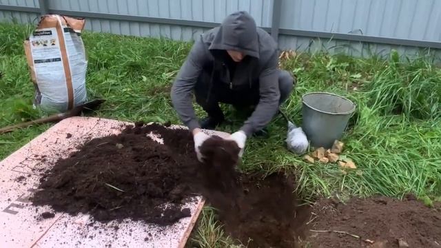 Как посадить Дерево?