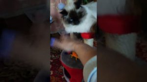 Как научить кота давать лапу!