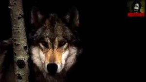 пару минут а продирает до костей "волк отомстил но отомстил без крови"