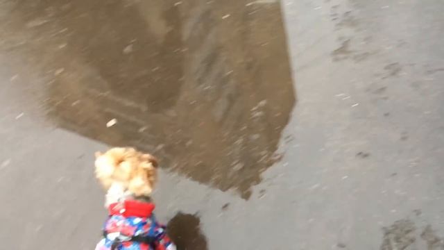 ВЛОГ Маленькая собачка в большом городе / Моя Женька / компаньон 19.12.2017 смотреть онлайн