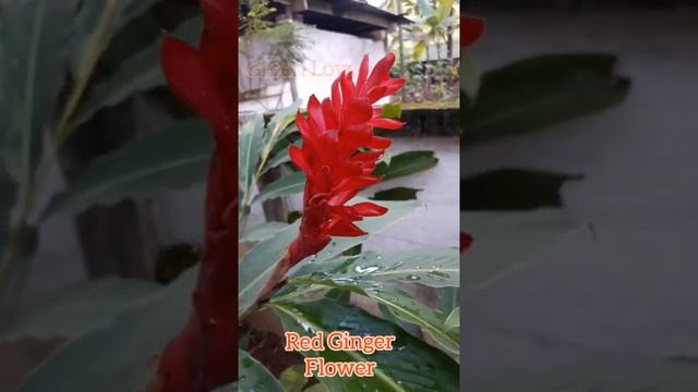 Flower# Red Ginger # Alpinia Purpurata #