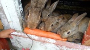 Кролики едят морковь