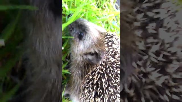 Ежата и Ежиха на даче. смотреть онлайн