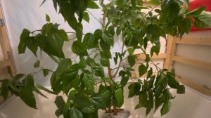 ?ГИБИСКУС! ?Как Поливать? Опрыскивание, Душ - Все Тонкости) ?