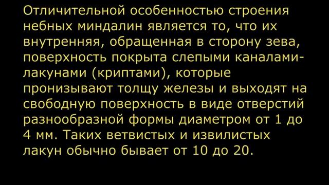 Эхоанатомия небных миндалин