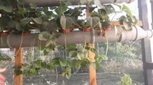 Зажглись? помидоры черри на гидропонике #система #выращивание #NFT