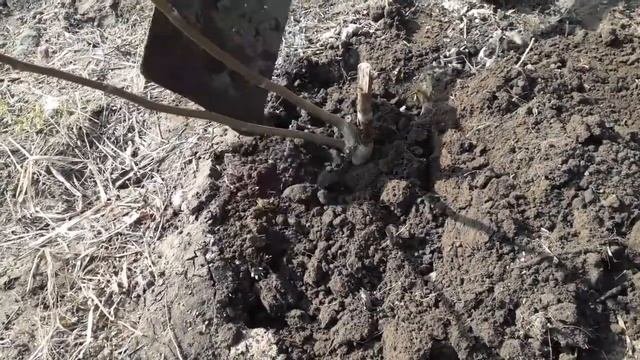 Весенняя посадка саженцев