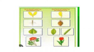 ДАРАЖАРНАҚТЫ ЖӘНЕ ҚОСЖАРНАҚТЫ ӨСІМДІКТЕР. 8-СЫНЫП