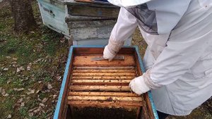 Результат объединения безматочной семьи с отводком