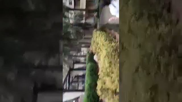 Мистер Санжар ОАЭ Фуджейра отель Мирамар