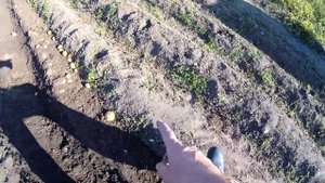 Уборка картофеля мотоблоком НЕВА