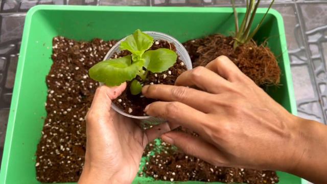 มีต้นอะไรอยู่ในกระถาง Syngonium Three King จ่าย 1 ได้ 2 คุ้ม..!! смотреть онлайн