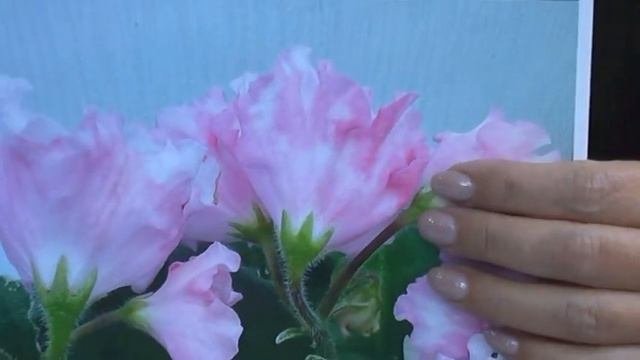ДФ.Презентация сортов М.Тотиевой на съезде селекционеров (7.10.2022)