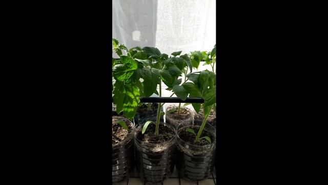 Томаты от посева семян до урожая смотреть онлайн