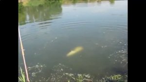 Ловля сома с берега на спининг