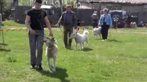 Омутнинск Выставка охотничьих собак