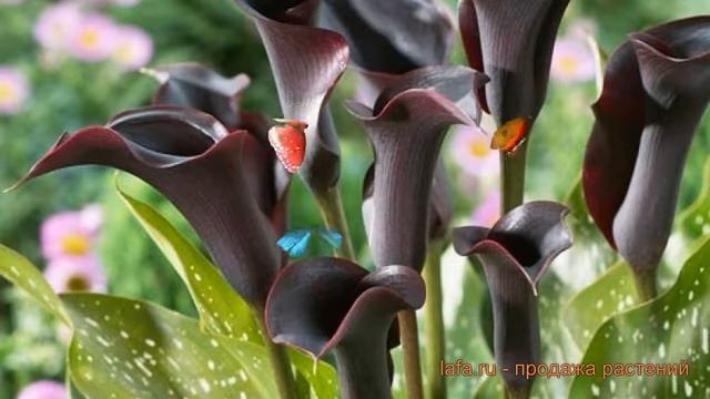 Калла обыкновенная Кантор (calla cantor) ? калла Кантор обзор: как сажать луковицы каллы Кантор