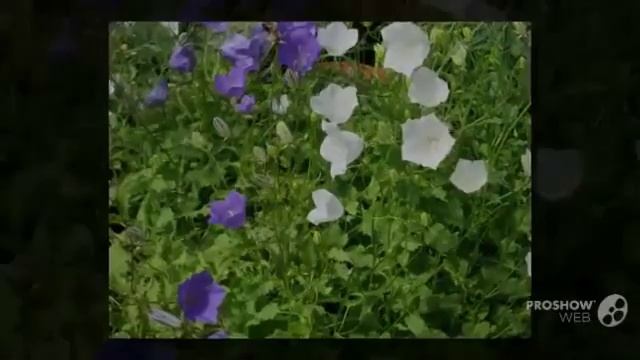 Цветы Колокольчики (Campanula flower)