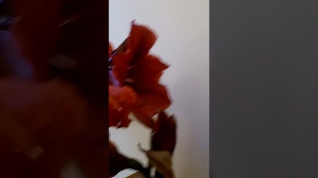 Амариллис Red Lion (Красный Лев VID 20190704 172943 смотреть онлайн