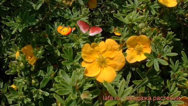 Лапчатка кустарниковая Тэнджерин (tangerine) ? обзор: как сажать, саженцы лапчатки Тэнджерин