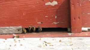 Развитие пчёл в нуклеусе, 6.04.2021 года, 13:35 дня | Пчеловодство | Beekeeping