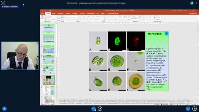 Новый вид зеленых жгутиковых водорослей (Chlorophyta, Chlamydomonadales) из почв острова Итуруп