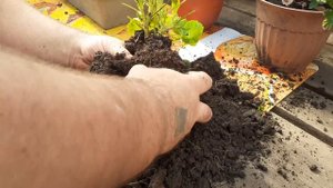 Почему не цветёт ГЕРАНЬ, сделайте так и растение станет молодым.