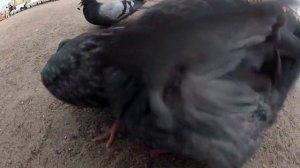 12.09.2013 Russia, Saint Petersburg - Feeding some pigeons in front of Azimut Hotel