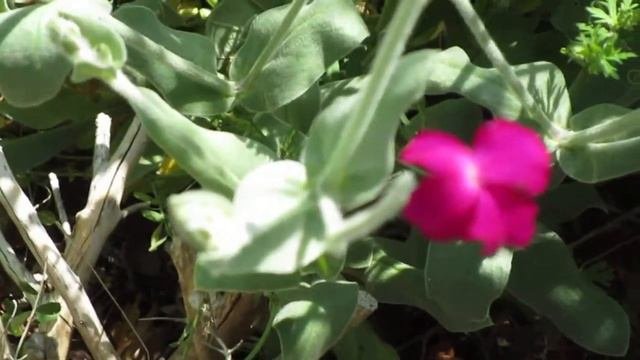 Growing Lamb Ears/Rose Champion.