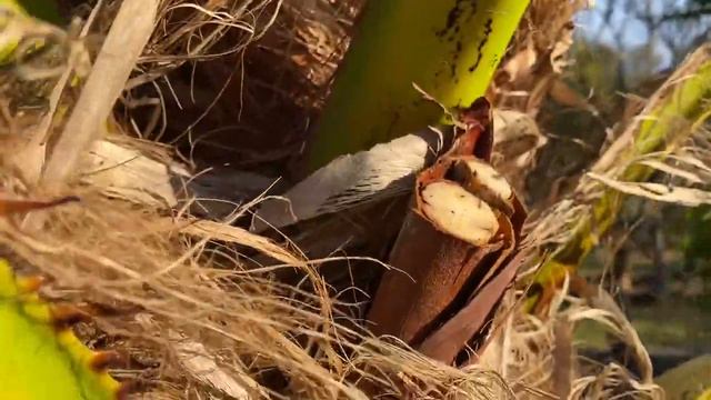 Chinese Fan Palm Trim/How to Trim a Chines Fan Palm/50 Years The Tree Planters Have Installed Trees смотреть онлайн