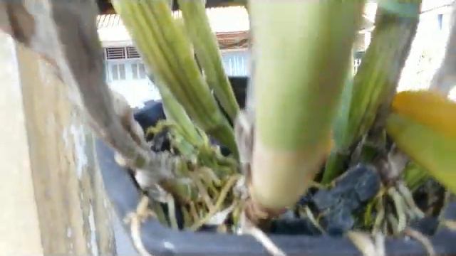 My neighbor's orchid surprised me! Cattleya Hybrid can survive in the full sun смотреть онлайн