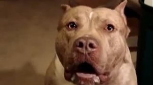 Самый злой питбуль в мире!  / The most evil pit bull in the world!