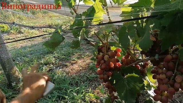 Виноград Зоренька 2021г смотреть онлайн